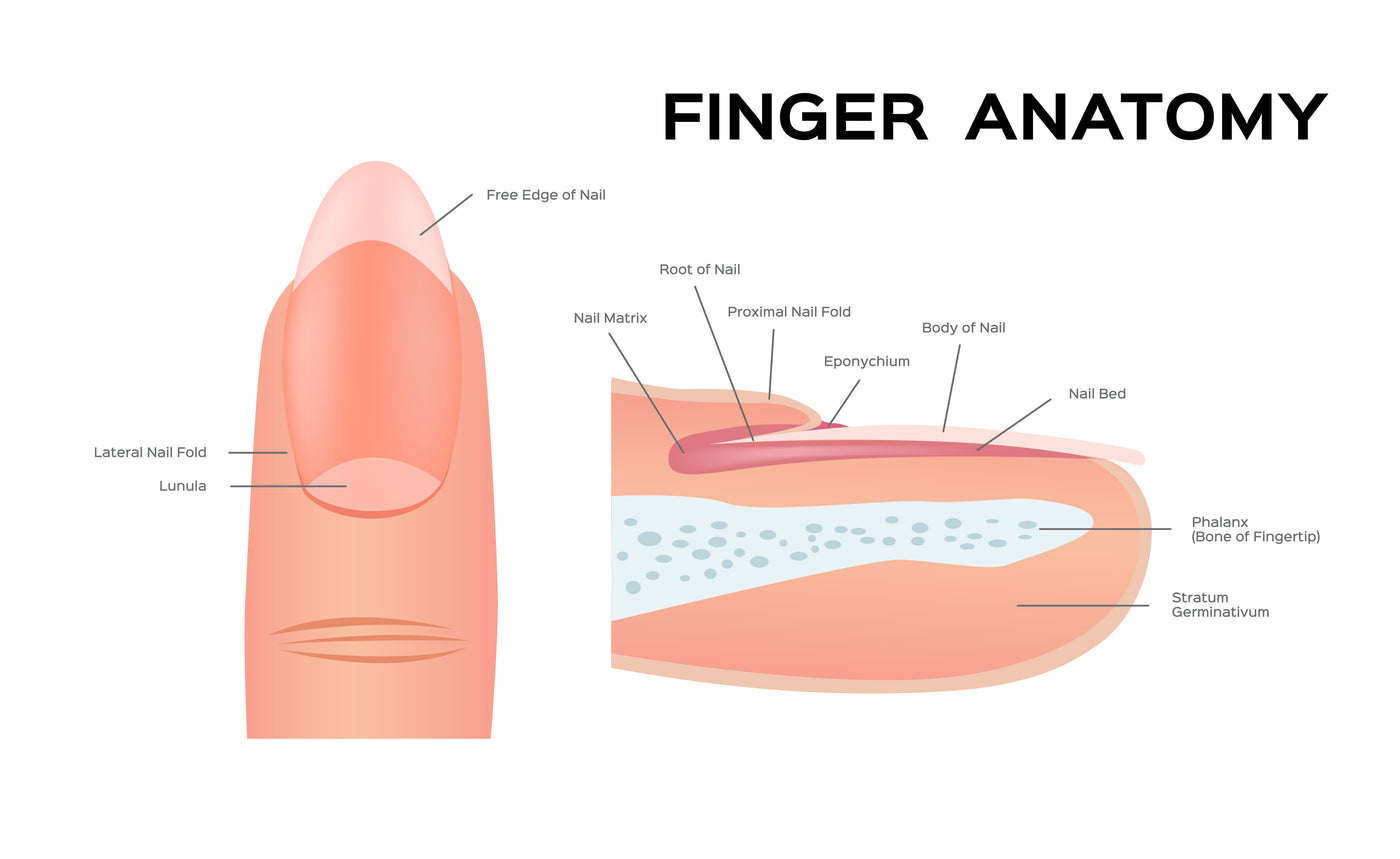 The anatomy of a nail explained with a graphic